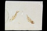 Two Cretaceous Fossil Fish (Armigatus) - Lebanon #110841-1